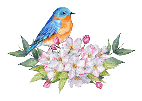 Watercolor composition with hand-painted elements of a bluebird on an apple tree flower bouquet on a white background.