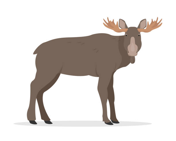Moose bull or Elk icon. Standing brown wild forest animal with big horns. Flat vector moose illustration isolated on white background.