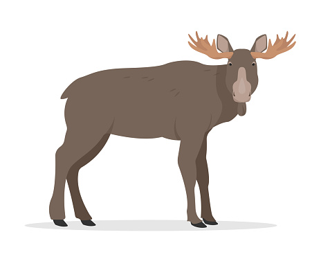 Moose bull or Elk icon. Standing brown wild forest animal with big horns. Flat vector moose illustration isolated on white background.