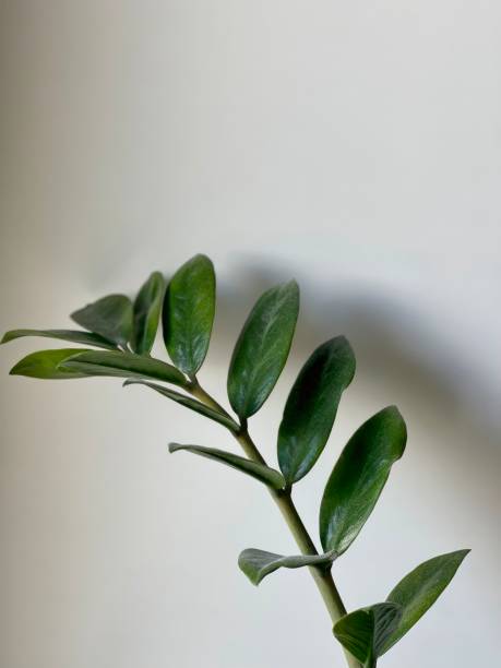 istock Dollar tree branch isolated on white background. Making a social network feed 1561411526