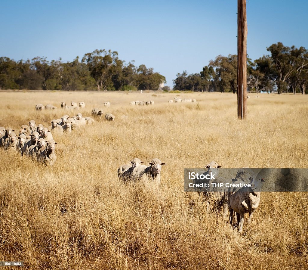 Australian oveja - Foto de stock de Agricultura libre de derechos