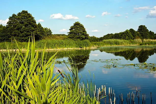 Calamus by a lake; summer; Greater Poland; Poland