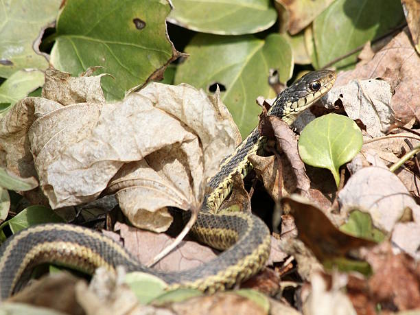 istock garter snake in leaves 156144409