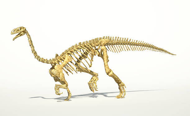 istock Plateosaurus dinosaur, full photo-realistic skeleton. 156145117