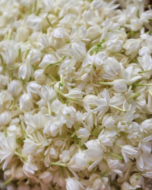 istock Mogra jasmine flowers 1561471060