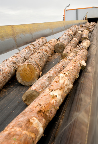 Lumber industry - conveying belt.