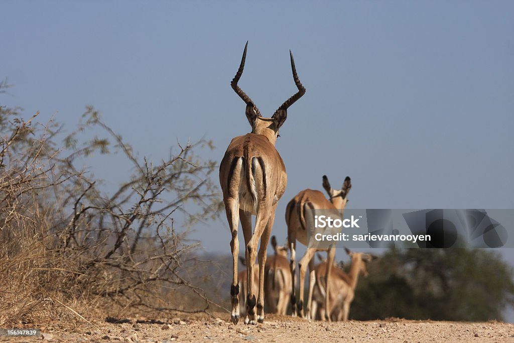 Impala chodzenie w dół drogi w Kruger Park South Africa - Zbiór zdjęć royalty-free (Afryka)