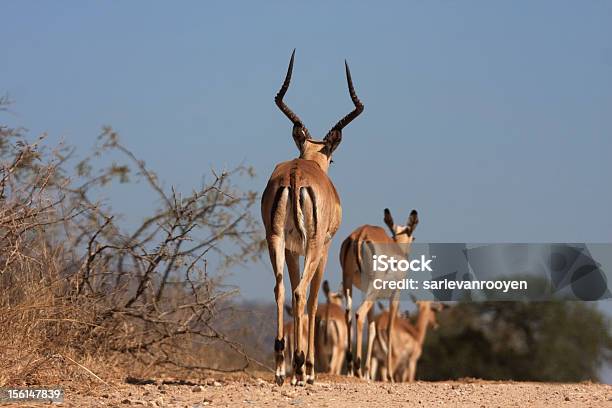 Импала Ходить Вниз Дороги В Южной Африке Национальный Парк Крюгера — стоковые фотографии и другие картинки Impala