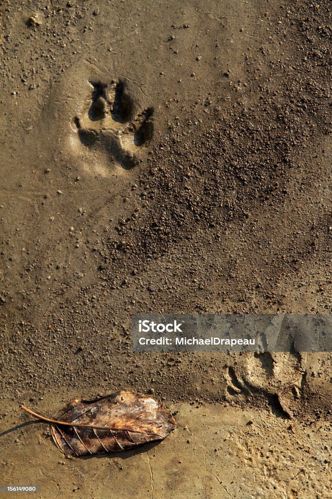 動物の足跡の泥 - ベージュのロイヤリティフリーストックフォト