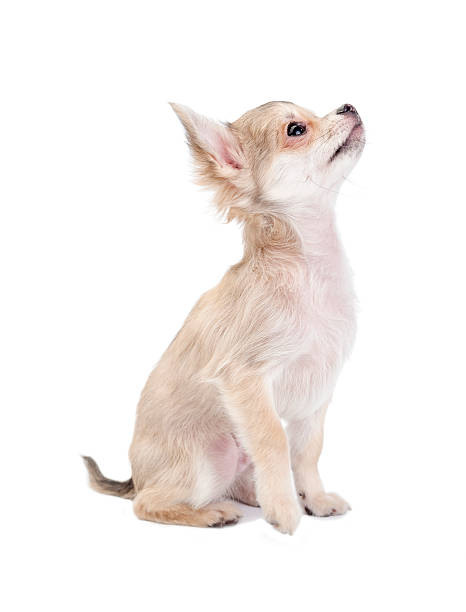 istock Cute chihuahua  puppy looking up 156149081