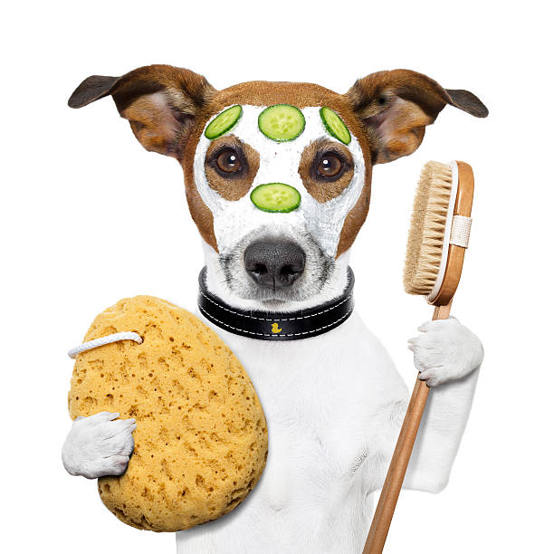 istock wellness spa wash sponge dog 156149834