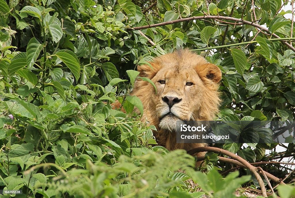 Lion in canopy A manned male lion looking out of the canopy of the forest on the rim of Ngorongoro Crater, Tanzania, Africa Stock Photo