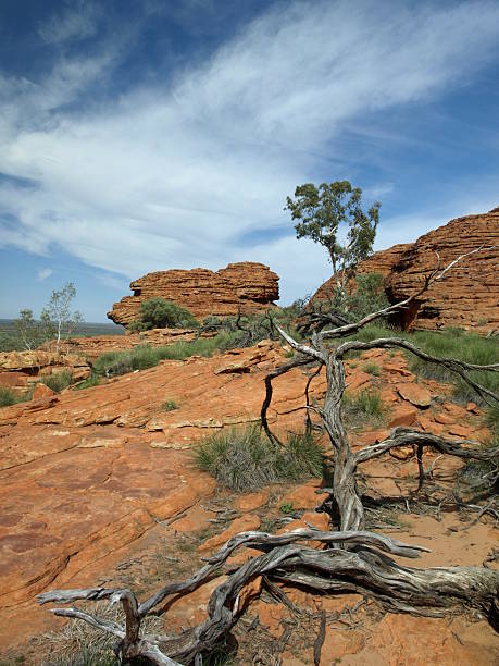 istock Dead tree in Kings Canyon, Australia 156151361