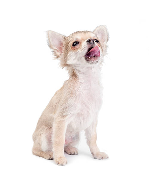 istock Cute chihuahua  puppy licking oneself 156151413
