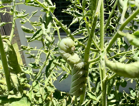 A very large caterpillar known as a hornworm is seen on a home garden tomato plant.