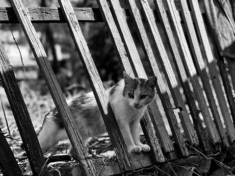 cat climbing over the fence