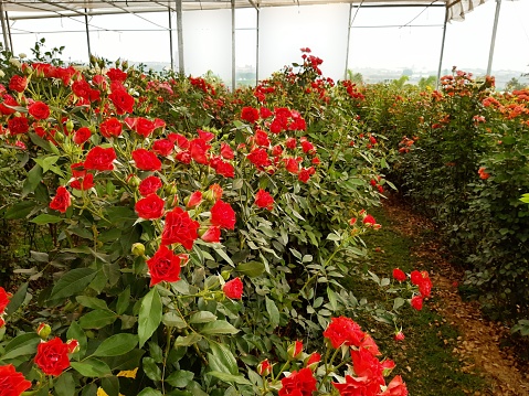 A plantation of red roses in Holambra, Sao Paulo