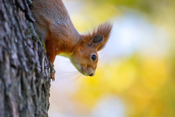 istock squirrel in the park on a tree. animals in nature 1561577939
