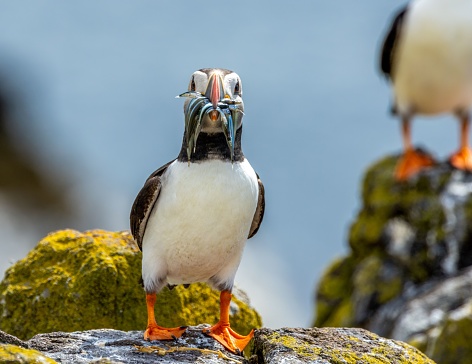 A close-up of an Atlantic puffin standing on a mossy rock with a beak full of fish