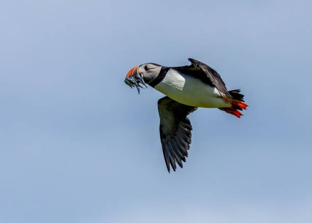 istock Beautiful Atlantic puffin with fish in its beak gliding through the air 1561604507