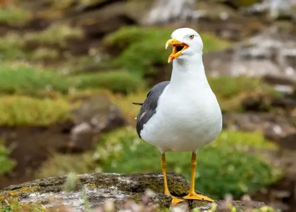 A close-up of a seagull standing on a rock with its beak open