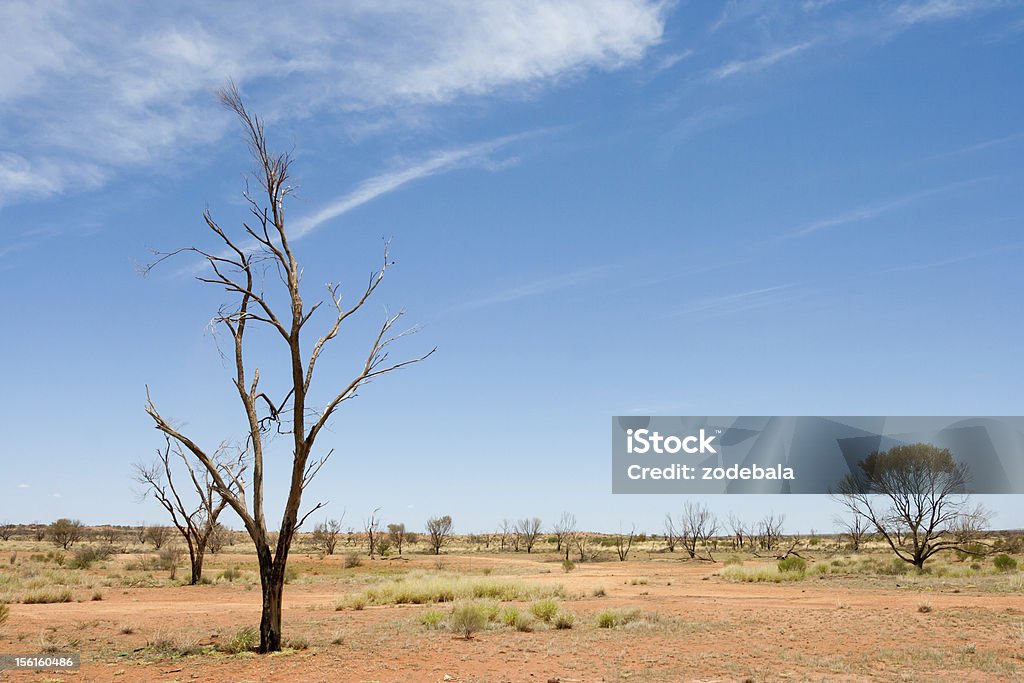 Árbol muerto en el Outback australiano ambiente, etc - Foto de stock de Australia libre de derechos
