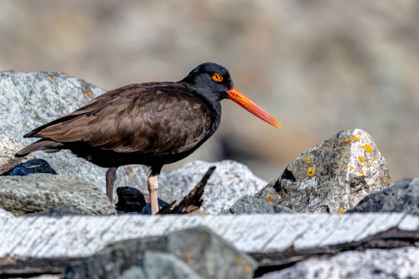 Black Oystercatcher (Haematopus bachmani) on a beach