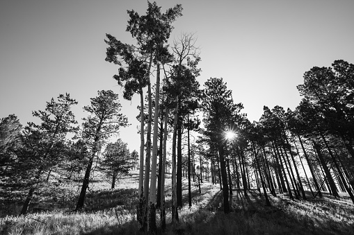 Morning light shines through ponderosa pine trees in the White Horse Hills north of Flagstaff, AZ