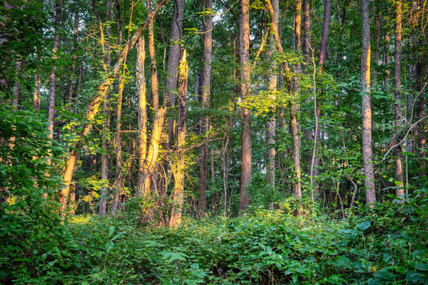 Forest Sunlight Glow A lush green forest with golden sunlight shining on a section of tall trees during sunset in High Dynamic Range (HDR) in North Carolina. snag tree stock pictures, royalty-free photos & images