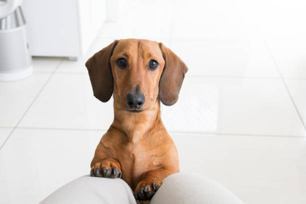 dachshund perro doxie wiener miniatura mirando al dueño dentro de su casa con patas en el regazo - dachshund dog sadness sitting fotografías e imágenes de stock