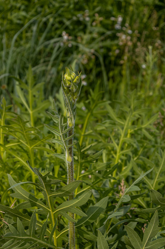 This image shows a close-up view of a developing Compass plant (silphium laciniatum) wildflower in it’s pre-blooming stage.