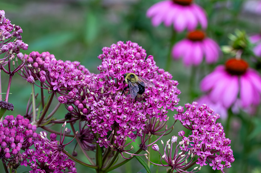 This image shows a macro texture view of beautiful pink swamp milkweed (asclepias incarnata) flower blossoms with view of a bumblebee.