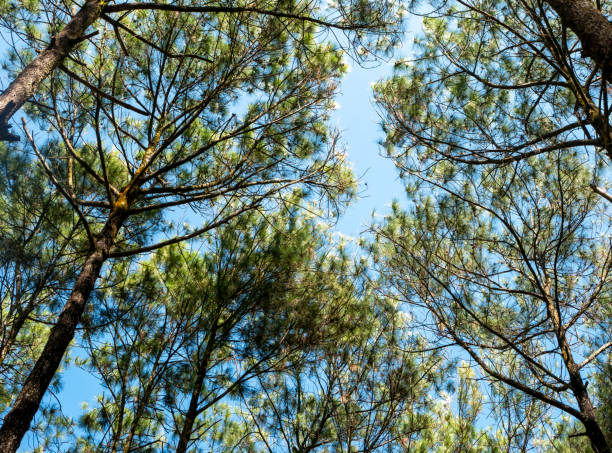 istock Pinus merkusii, the Merkus pine or Sumatran pine canopy 1561668879
