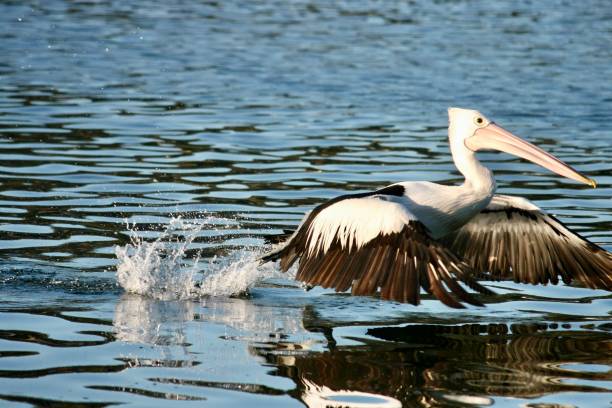 pelican landing - pelican landing imagens e fotografias de stock