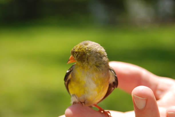 istock American Goldfinch Perched on White Hand 1561768754