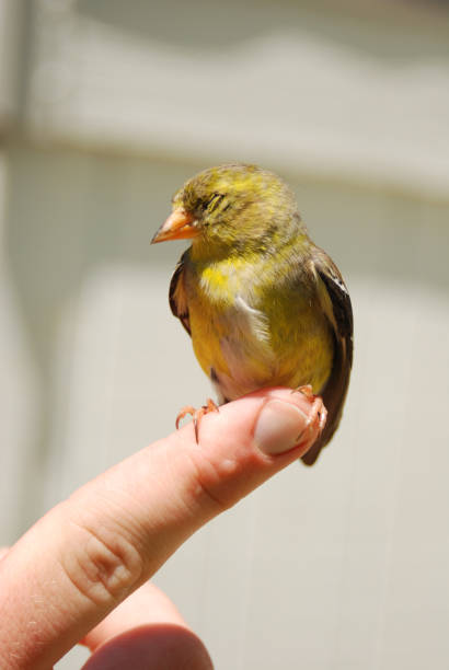 istock American Goldfinch Perched on White Hand 1561768764