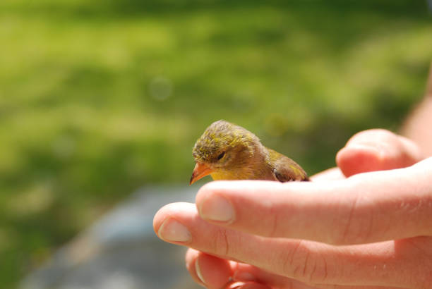 istock American Goldfinch Perched on White Hand 1561768780