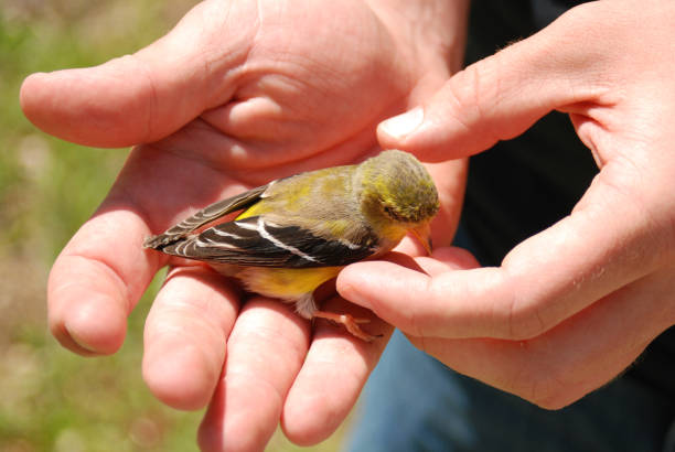 istock American Goldfinch Perched on White Hand 1561768781