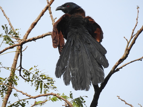Centropus sinensis or greater coucal sunbathing while perched on a tree branch