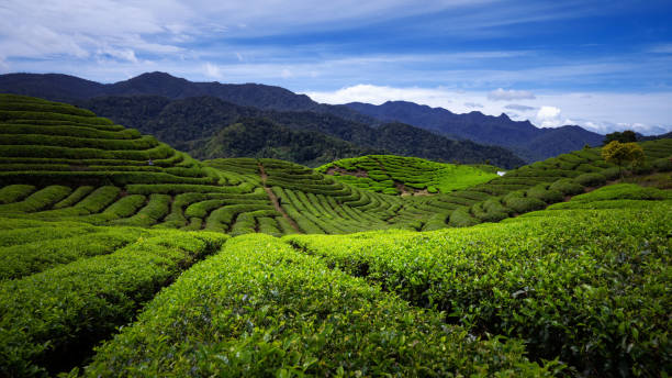 istock tea plantation field landscape 1561789971