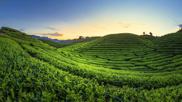 istock tea plantation field landscape 1561791571