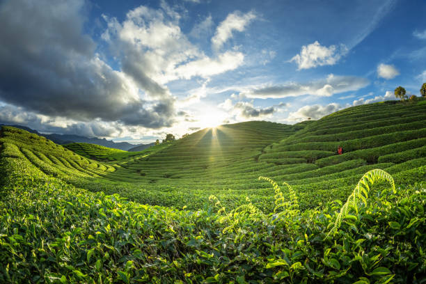istock tea plantation field landscape 1561792644