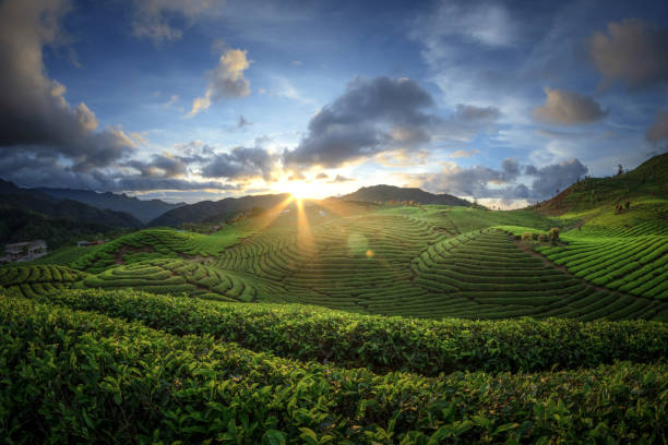 istock tea plantation field landscape 1561792652