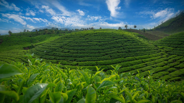 istock tea plantation field landscape 1561793187