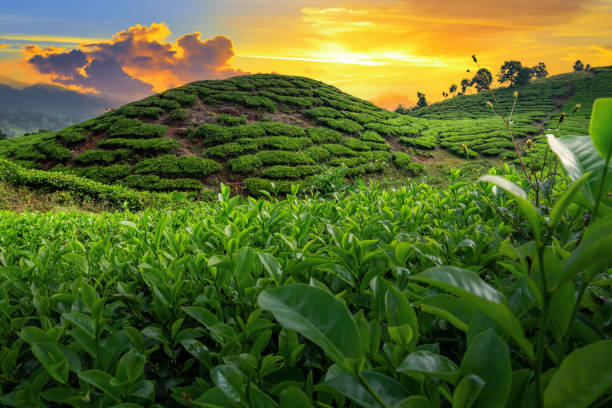 istock tea plantation field landscape 1561793197