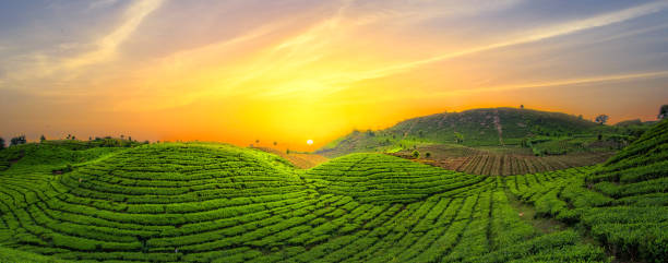 istock tea plantation field landscape 1561793739