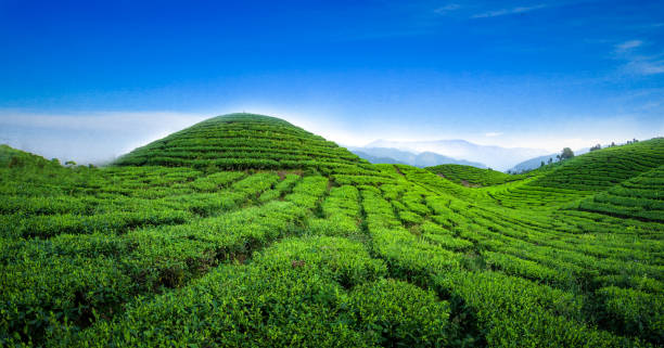 istock tea plantation field landscape 1561794791