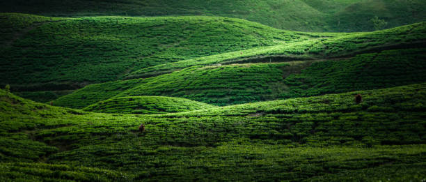 istock tea plantation field landscape 1561795069
