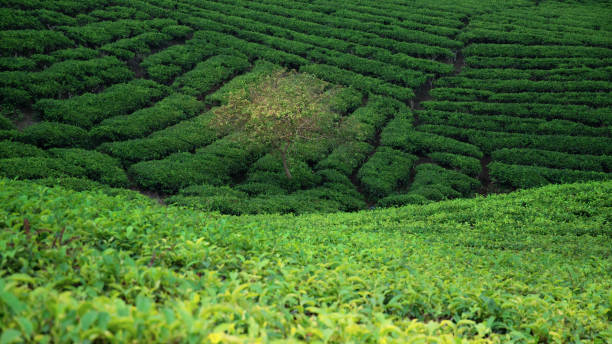 istock tea plantation field landscape 1561799257