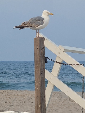 Seagull on post by Ocean